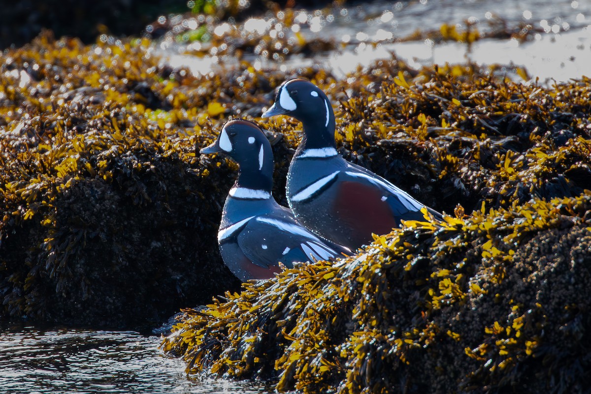 Harlequin Duck - ML611067301