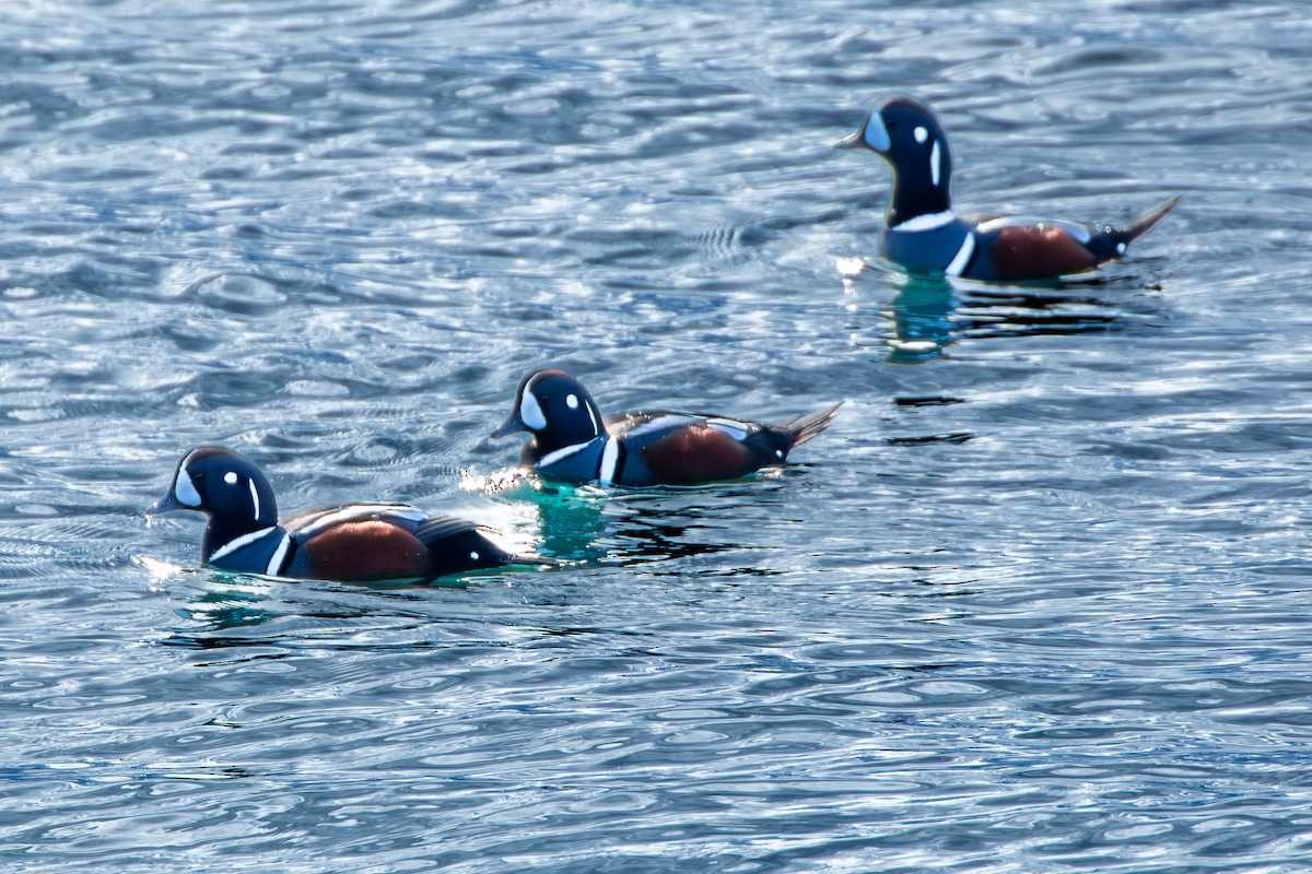 Harlequin Duck - David Bergstrom