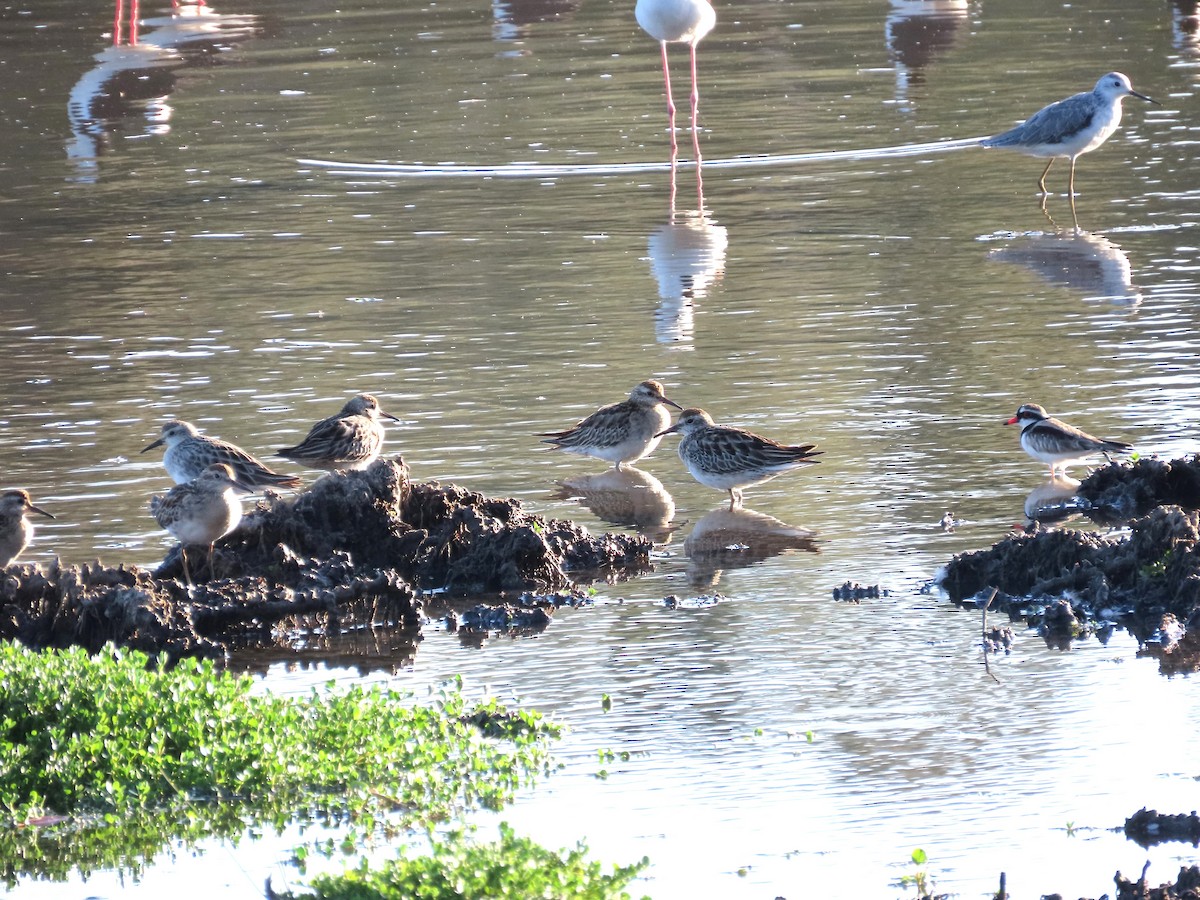 Sharp-tailed Sandpiper - Regan Scheuber