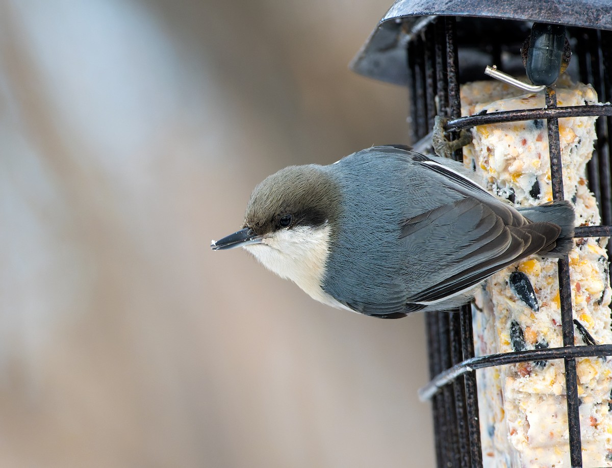 Pygmy Nuthatch - Nick Saunders