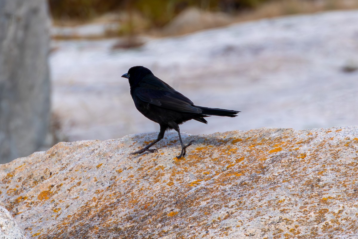 Common Grackle - David Bergstrom