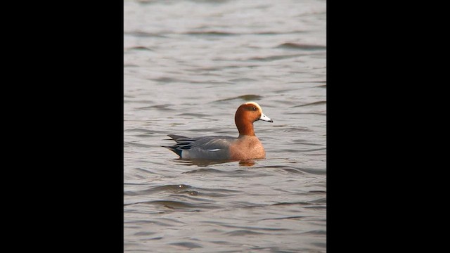 Eurasian Wigeon - ML611067360