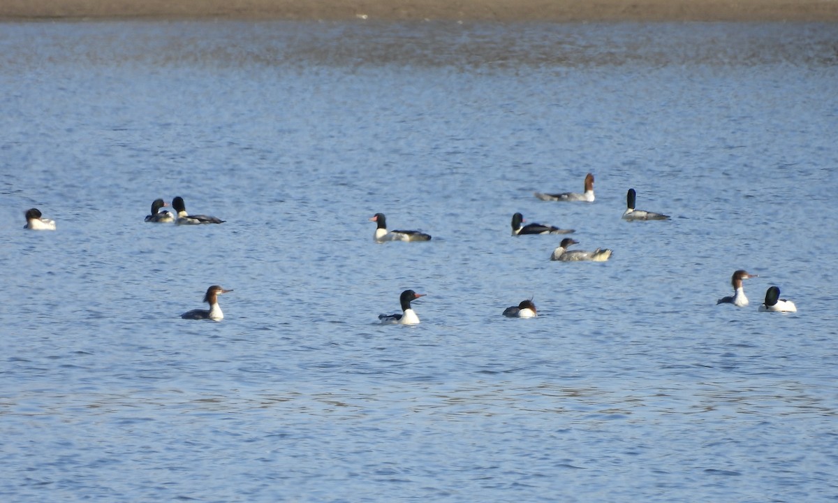 Common Merganser - Anita M Granger