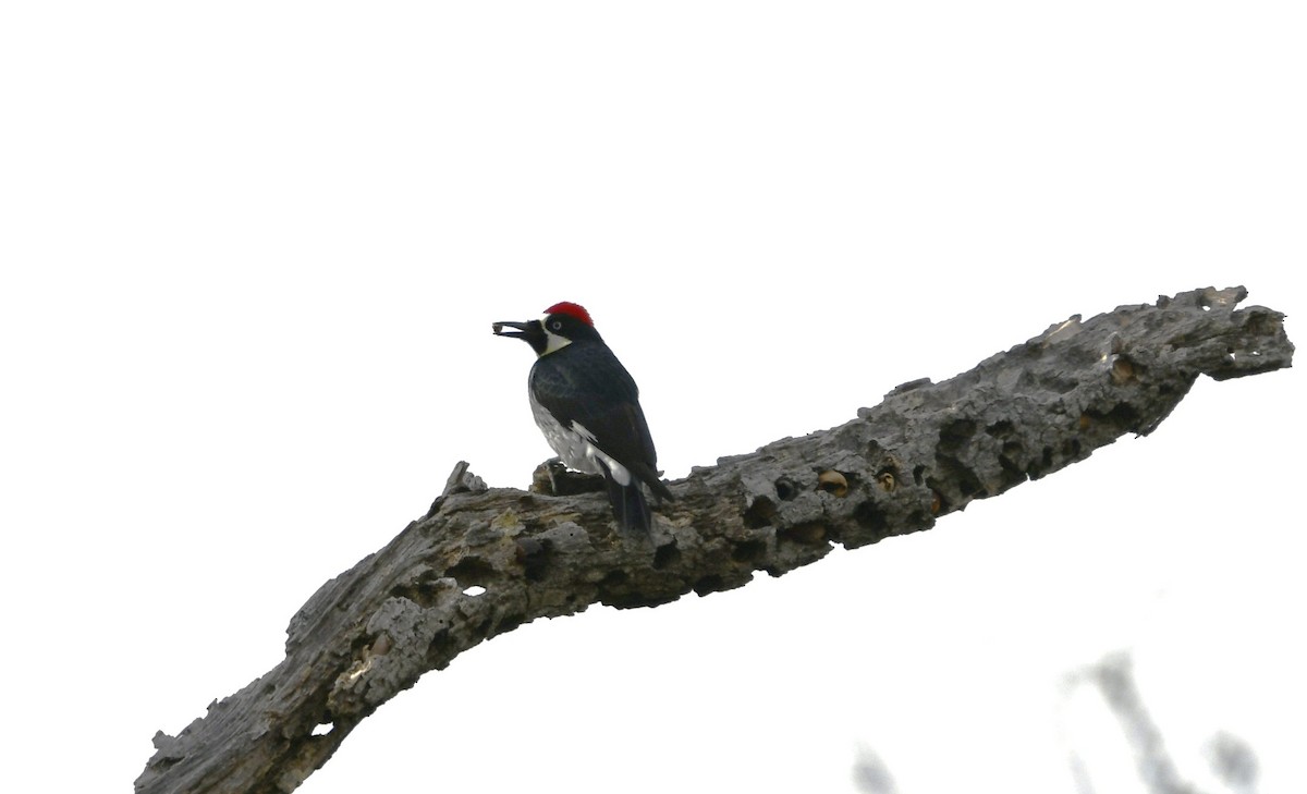 Acorn Woodpecker - ML611067415