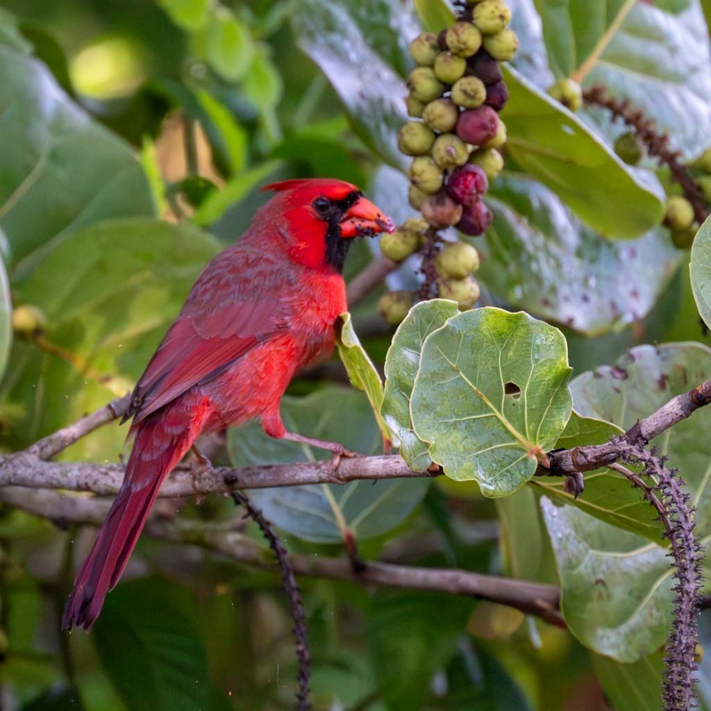 Northern Cardinal - Anonymous