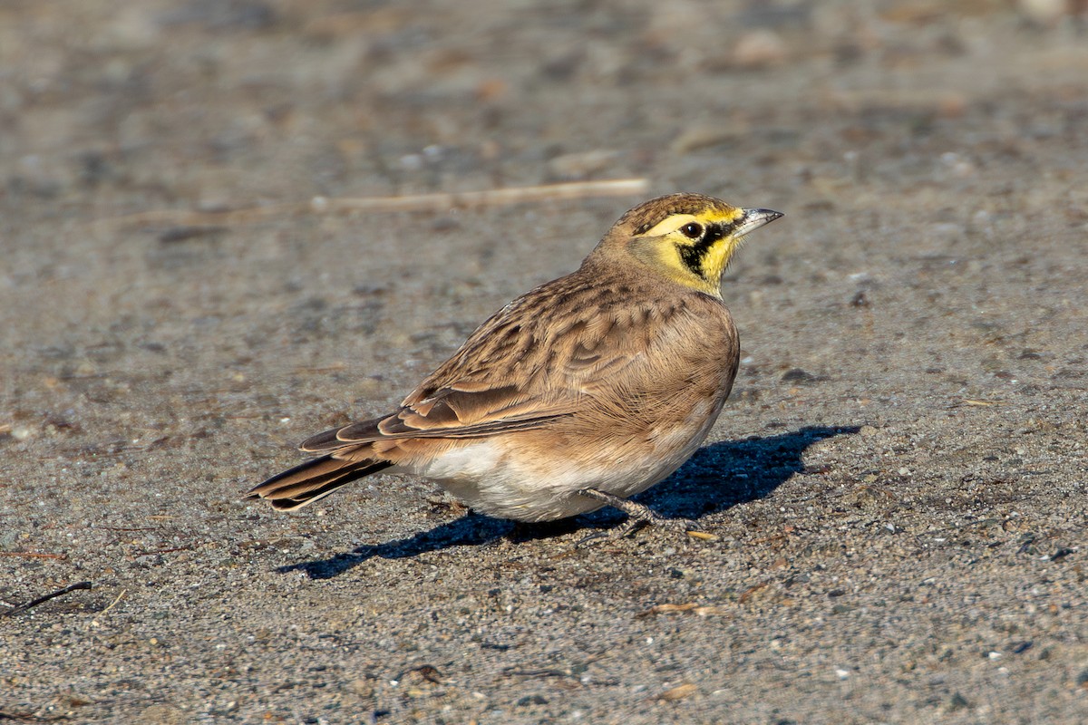 Horned Lark - ML611067504