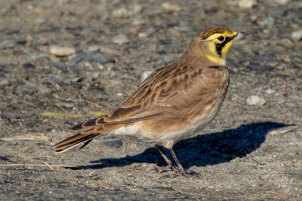 Horned Lark - ML611067505