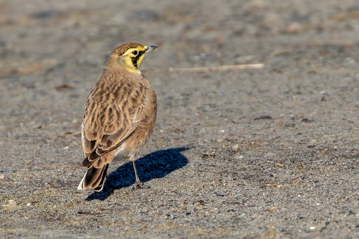 Horned Lark - ML611067506