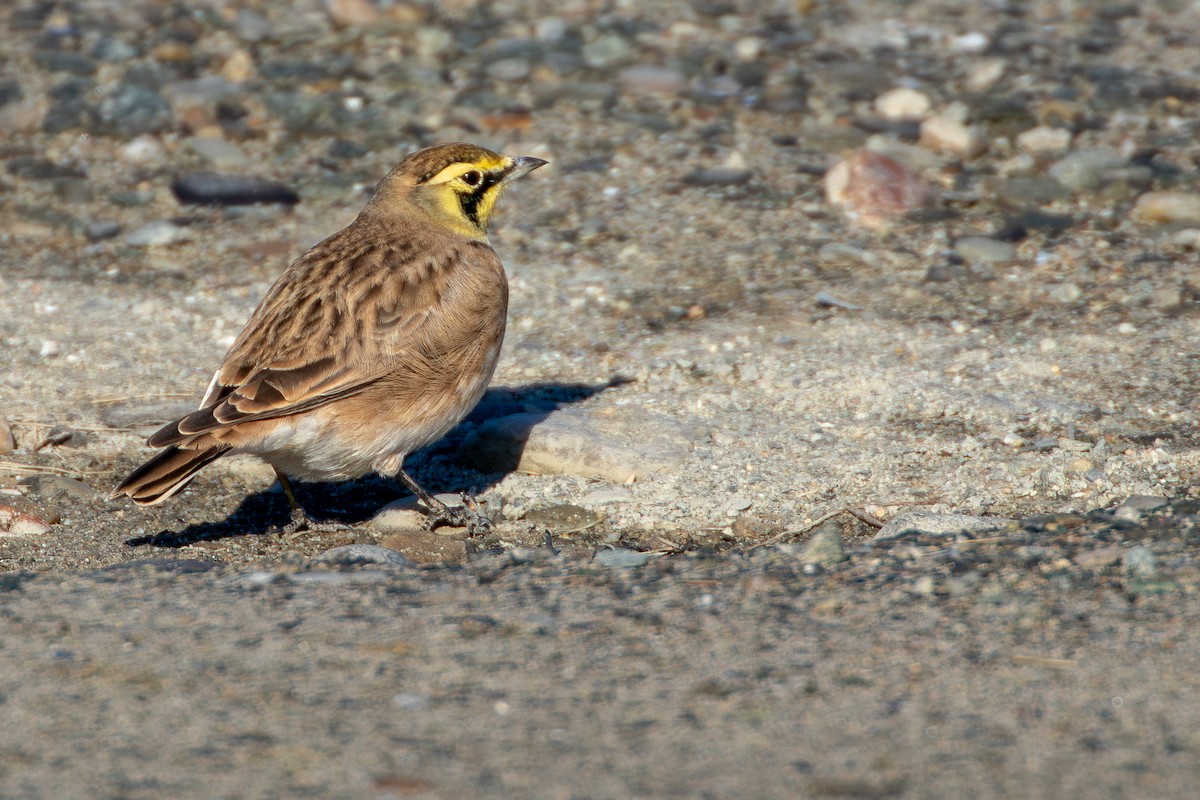 Horned Lark - ML611067508