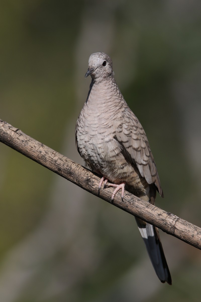 Inca Dove - ML611067578