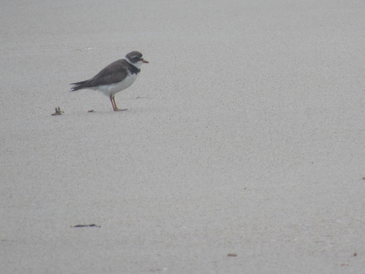 Semipalmated Plover - ML61106761