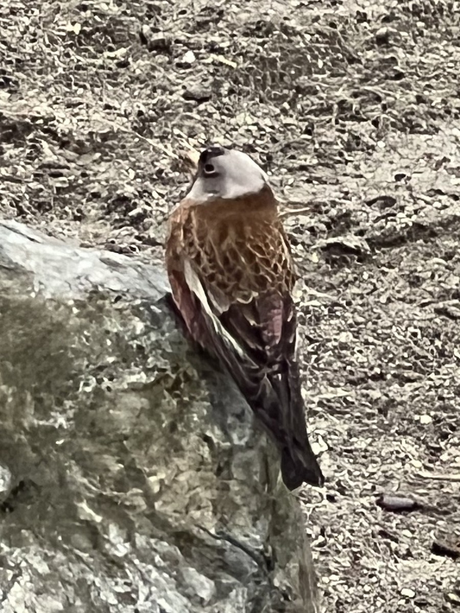 Gray-crowned Rosy-Finch - ML611067647