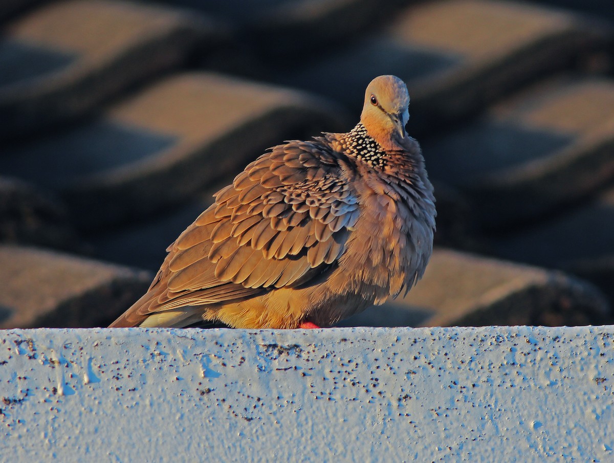 珠頸斑鳩 - ML611067753