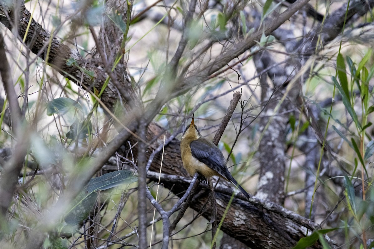 Eastern Spinebill - ML611067842