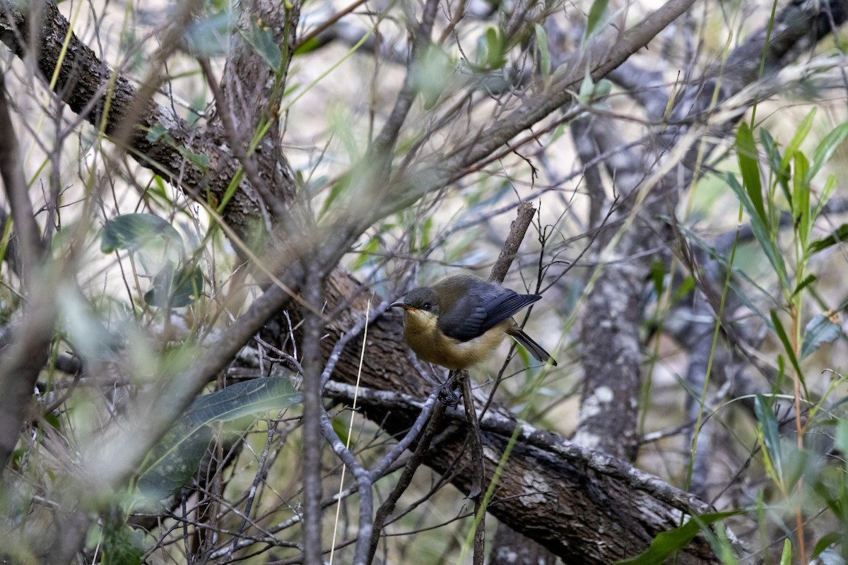 Eastern Spinebill - ML611067843