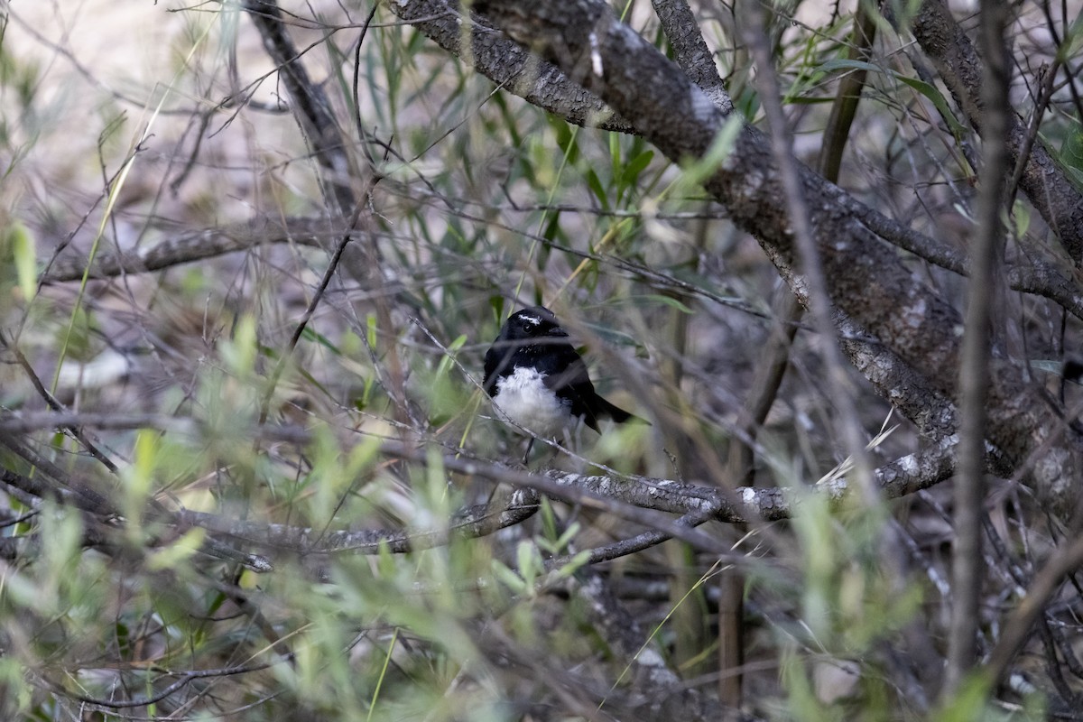 Willie-wagtail - ML611067845