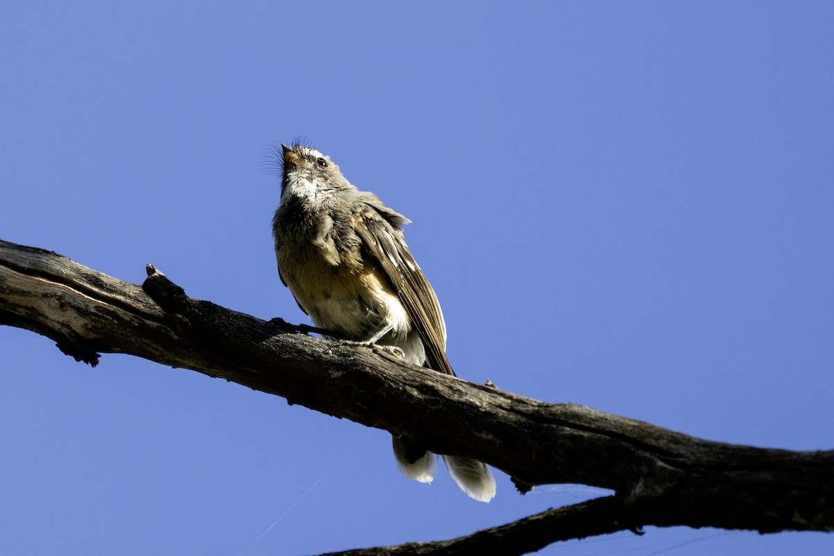 Gray Fantail - ML611067851