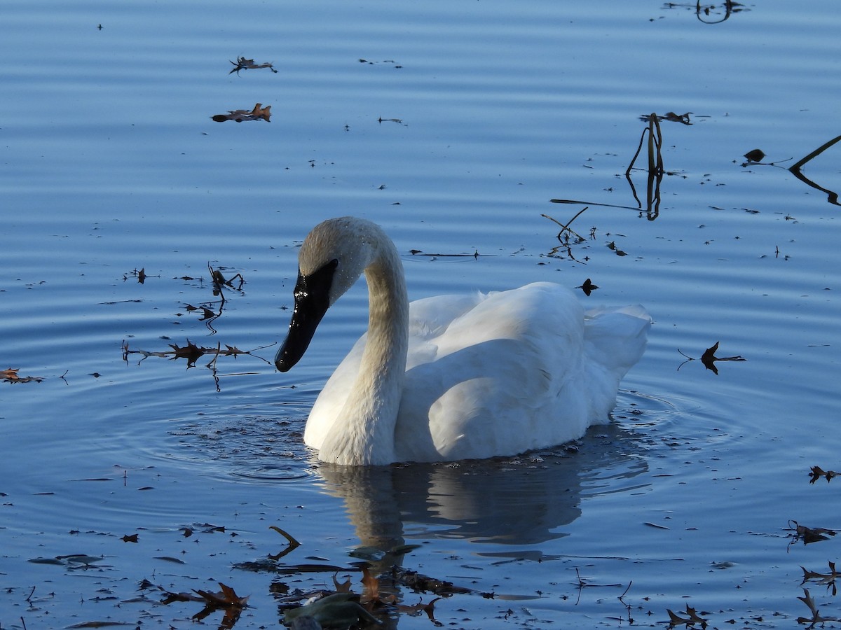 Trumpeter Swan - ML611067866