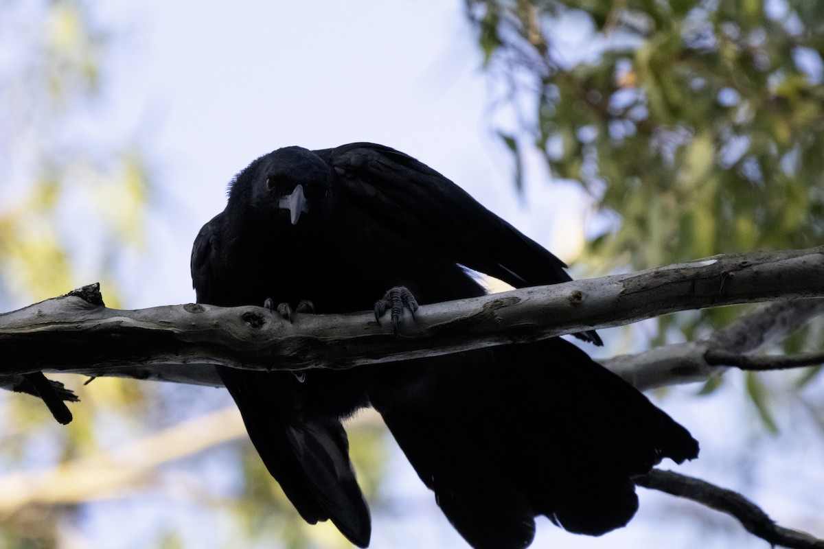 White-winged Chough - ML611067899