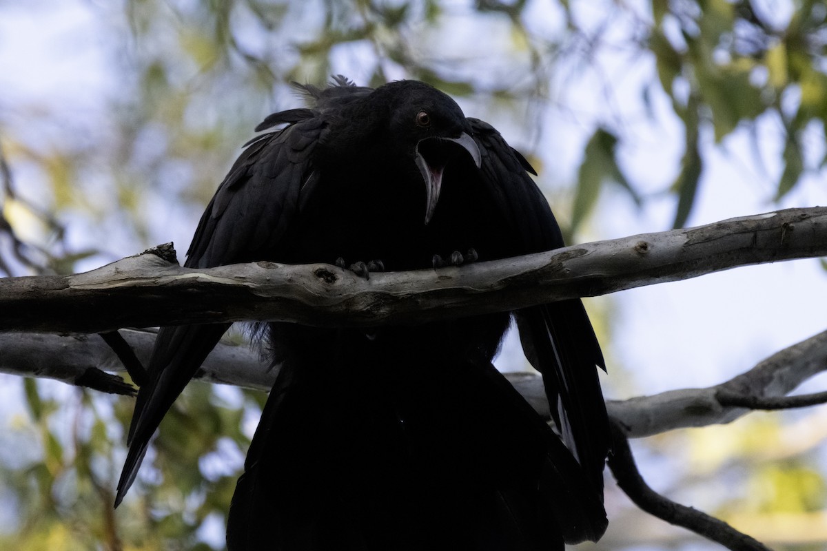 White-winged Chough - ML611067900