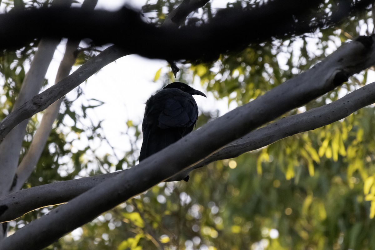 White-winged Chough - ML611067901