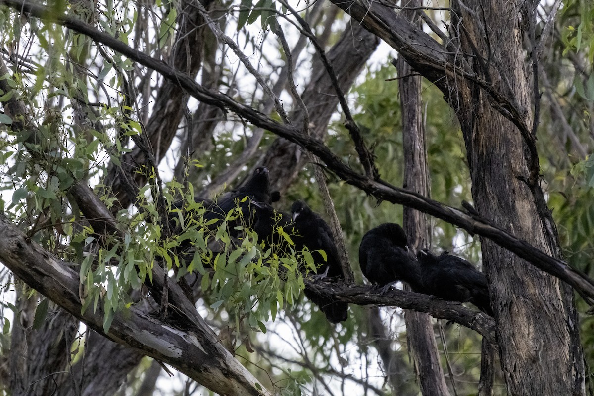 White-winged Chough - ML611067903