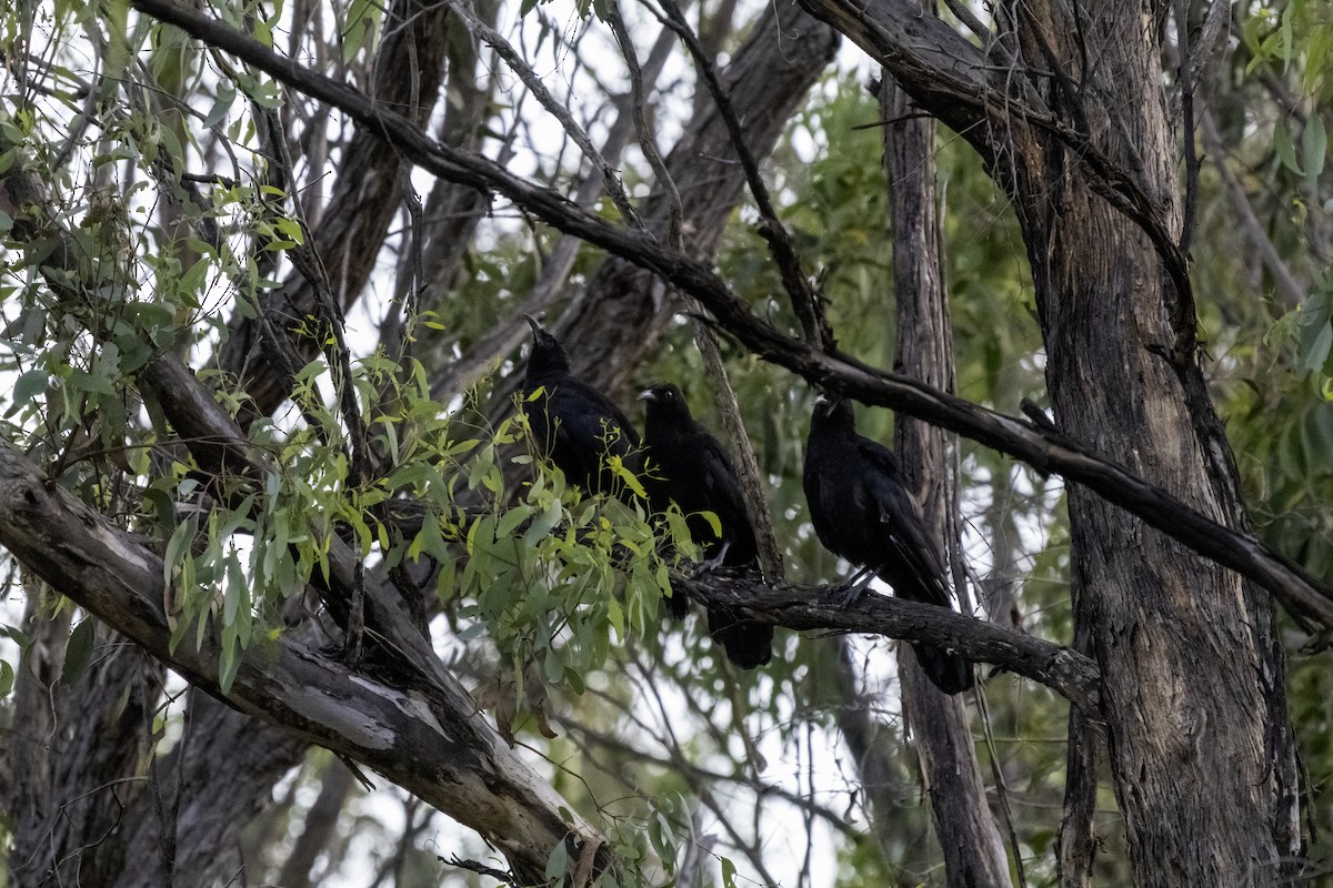 White-winged Chough - ML611067904