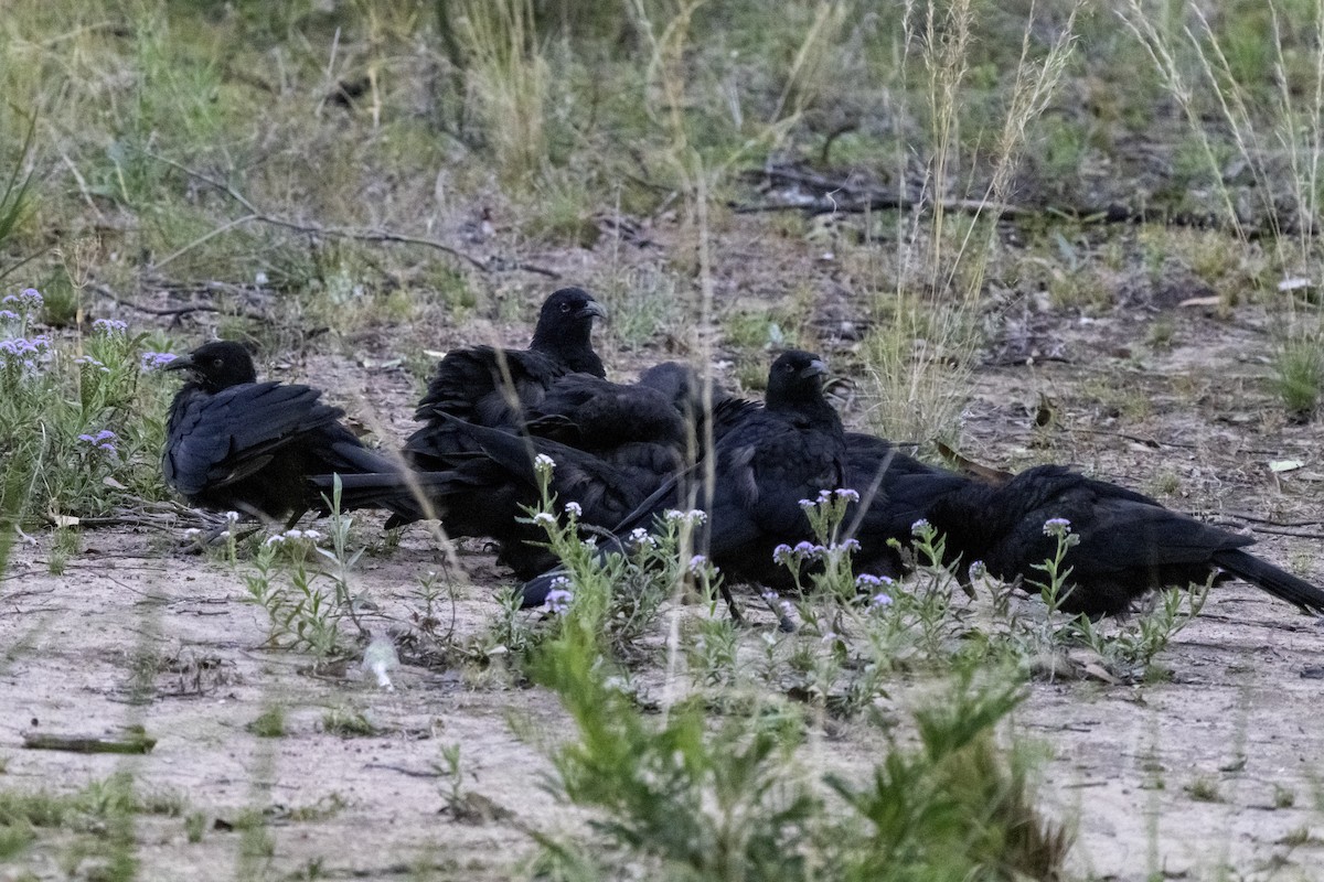 White-winged Chough - ML611067905