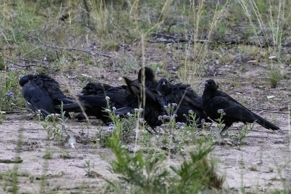 White-winged Chough - ML611067906