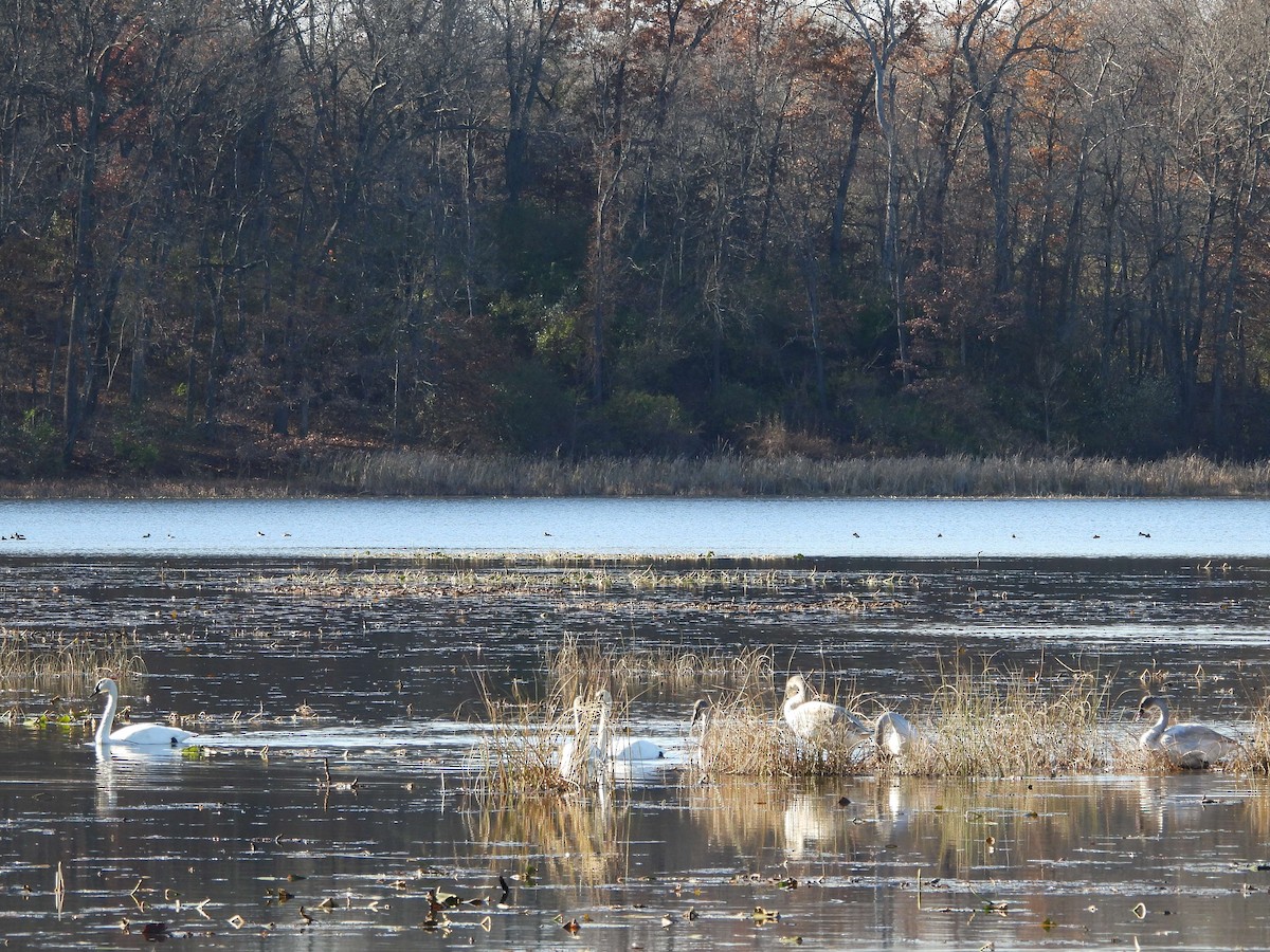 Trumpeter Swan - ML611067908