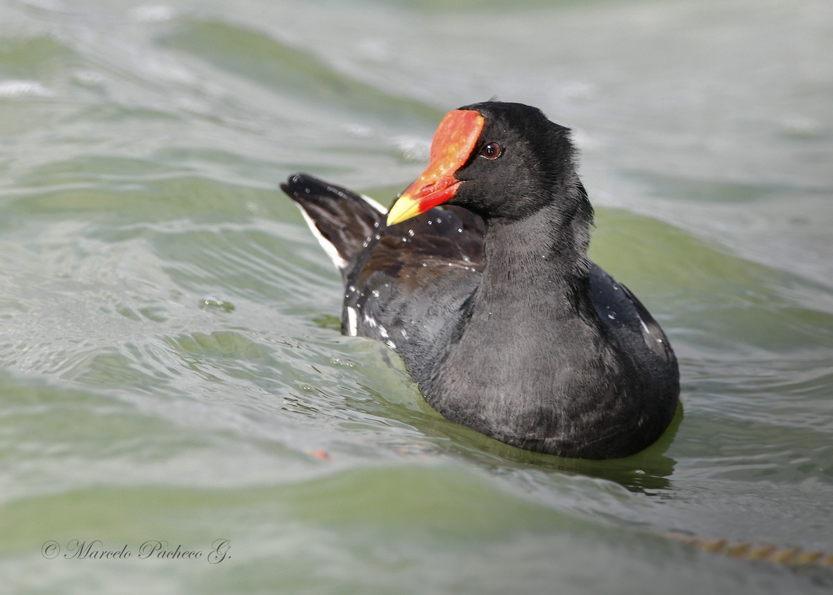 Gallinule d'Amérique - ML611067909