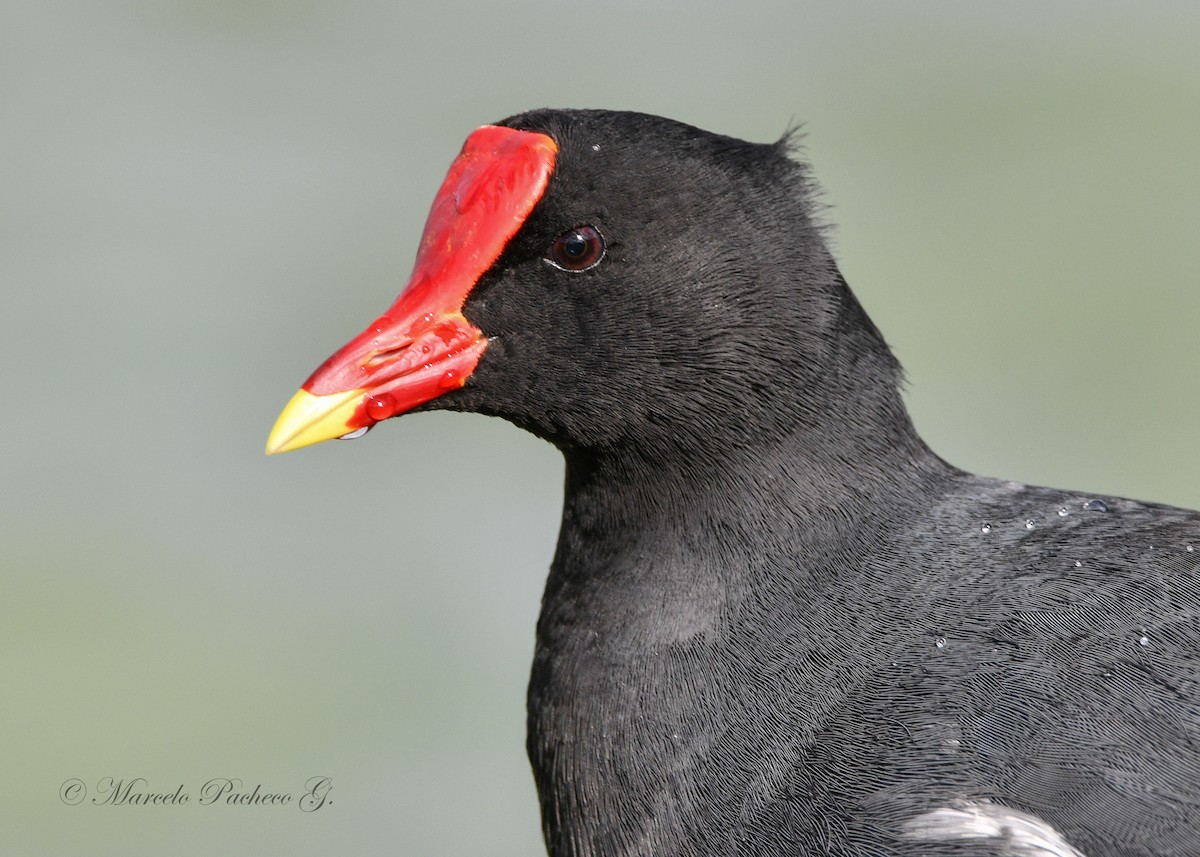 Gallinule d'Amérique - ML611067910