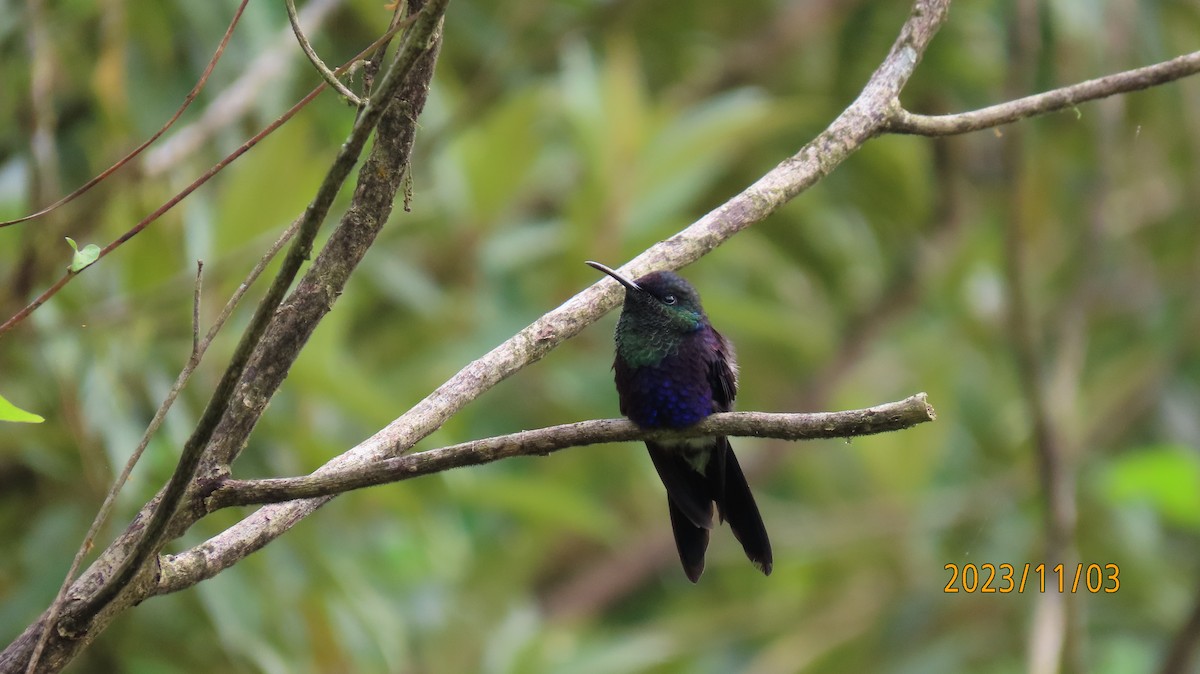 Crowned Woodnymph (Northern Violet-crowned) - ML611067914