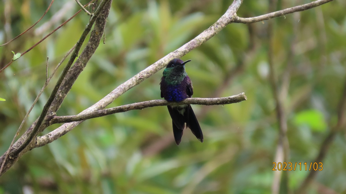 Crowned Woodnymph (Northern Violet-crowned) - ML611067915