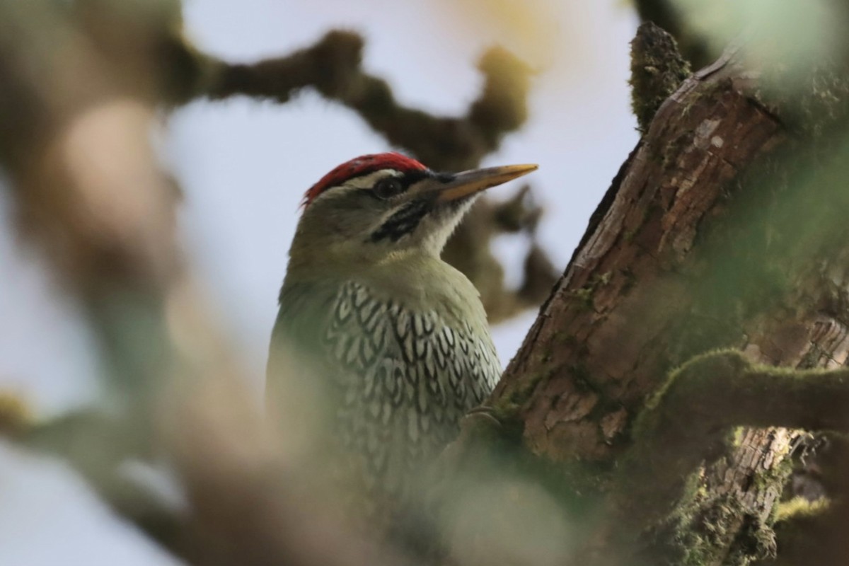Scaly-bellied Woodpecker - Pete Harvey