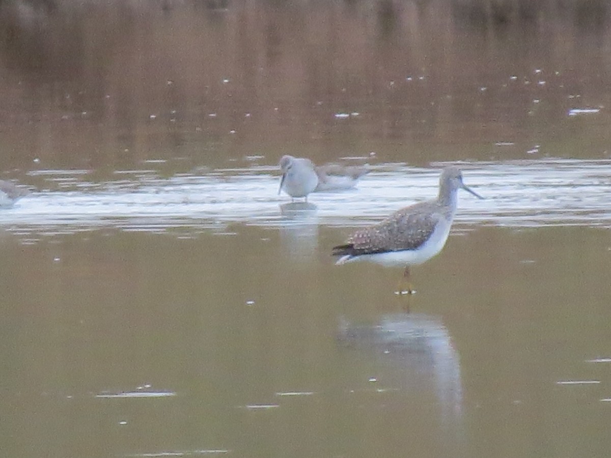 Stilt Sandpiper - ML611068006