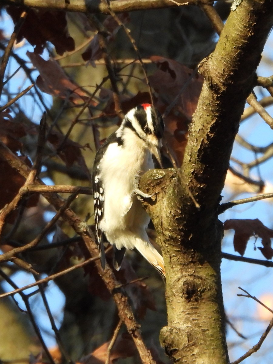 Hairy Woodpecker - ML611068046