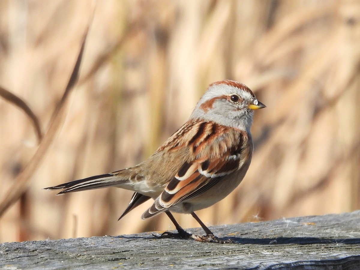 American Tree Sparrow - ML611068064