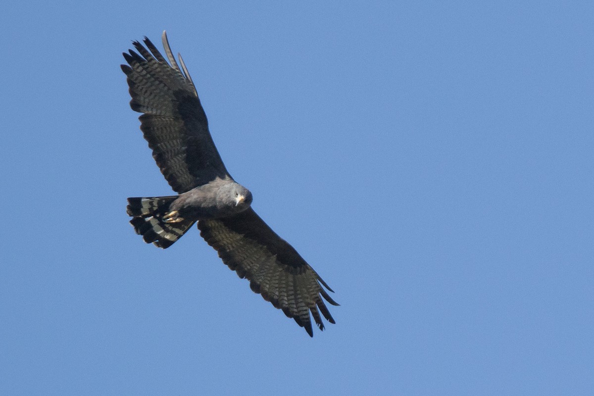 Zone-tailed Hawk - Cadeo Scott Schipper