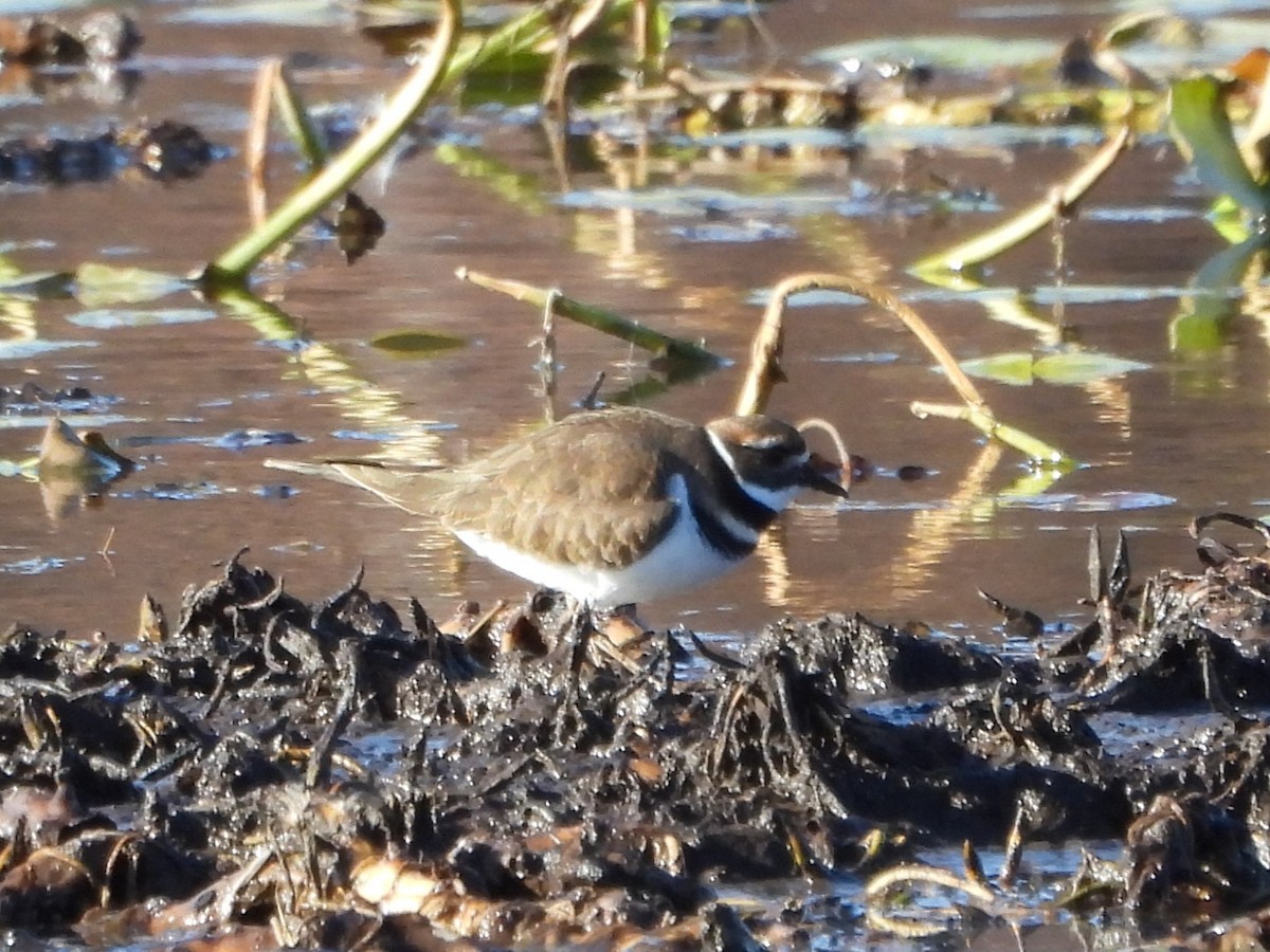 Killdeer - ML611068080