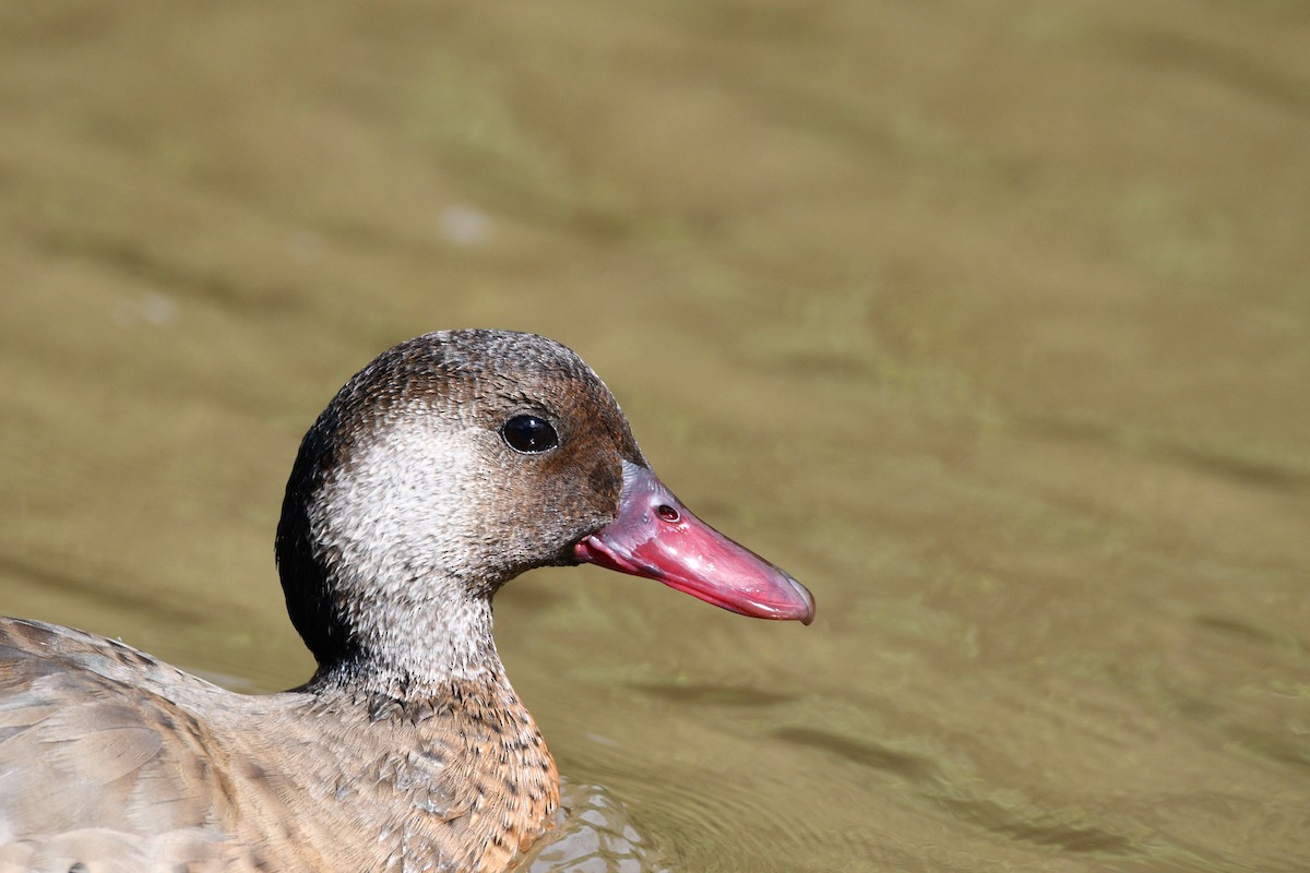 Pato Brasileño - ML611068217