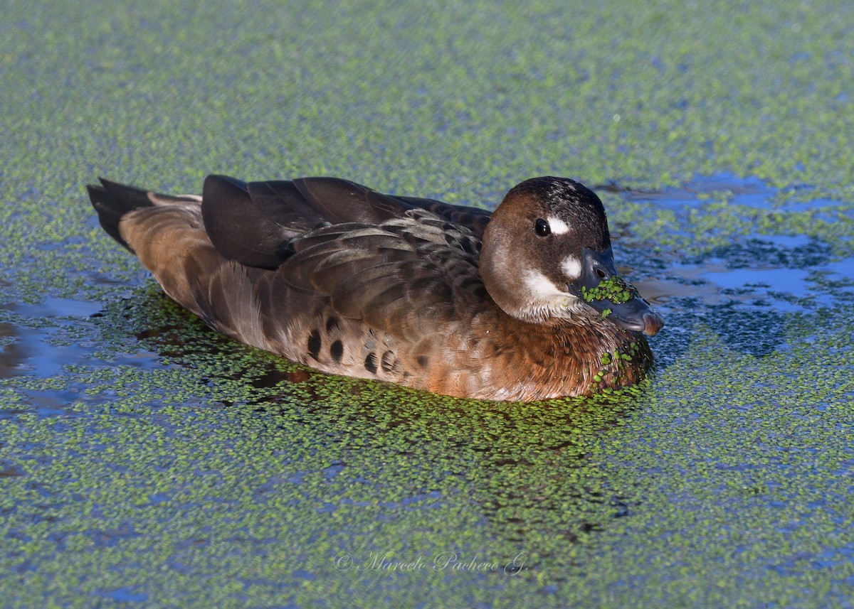 Pato Brasileño - ML611068294