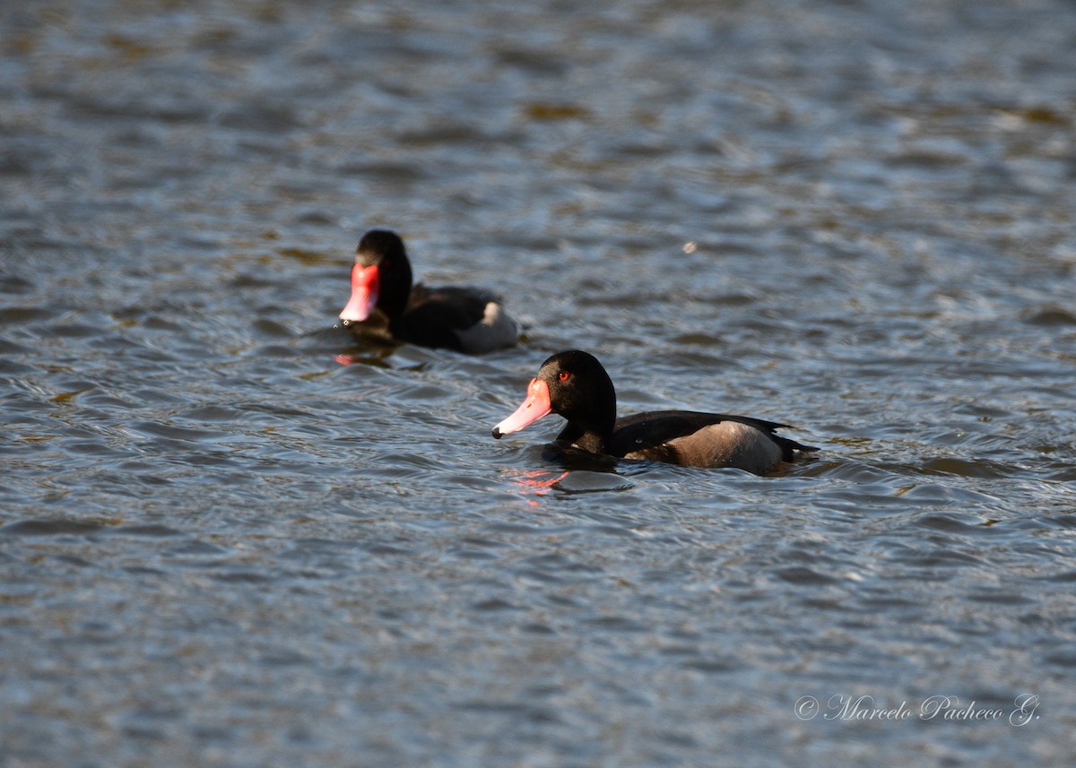 Rosy-billed Pochard - ML611068316