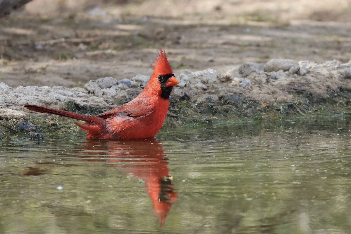 Cardinal rouge - ML611068338