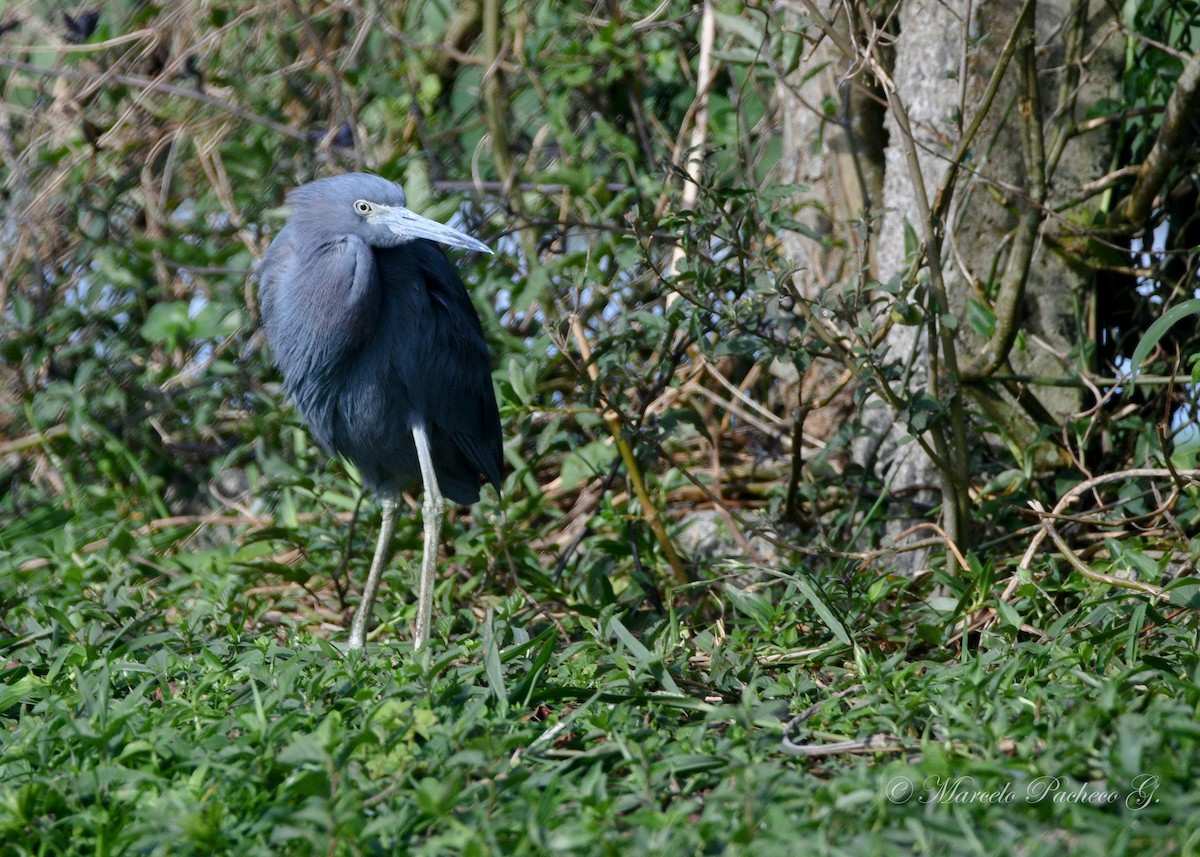 Little Blue Heron - ML611068353