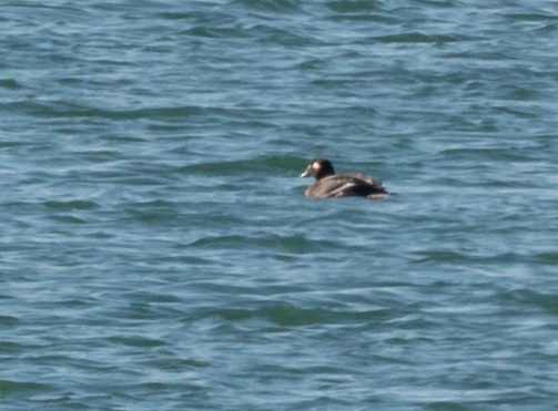 White-winged Scoter - Brian Doerfler