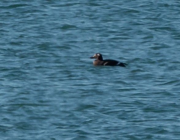 White-winged Scoter - ML611068355