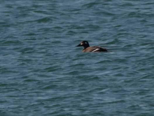 White-winged Scoter - ML611068357