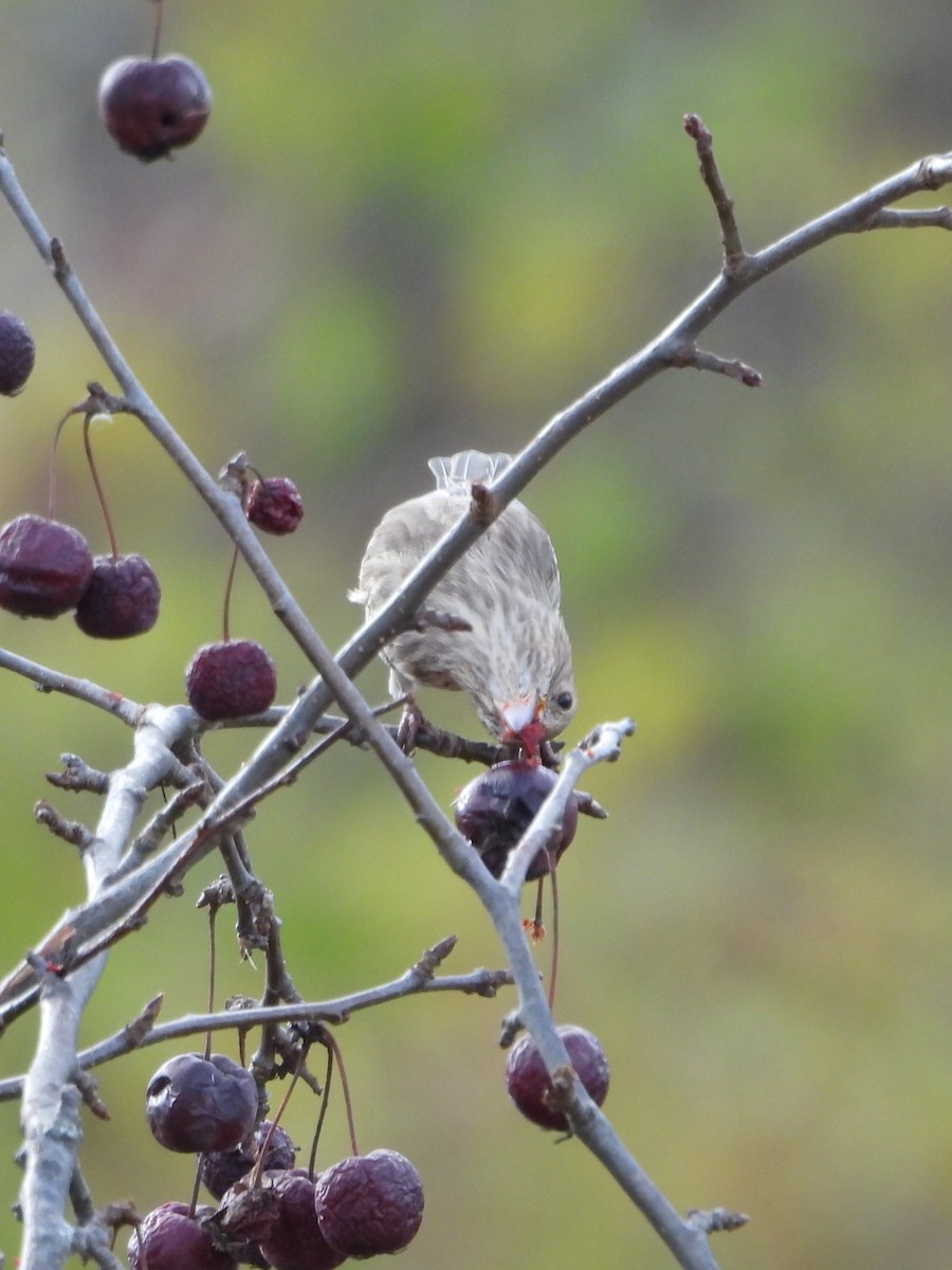House Finch - ML611068379