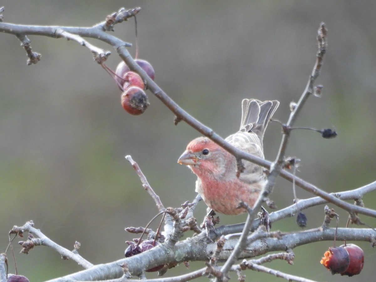 House Finch - ML611068383
